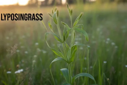 Lyposingrass