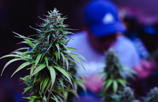 What to Know Before Visiting a Dispensary in Long Beach